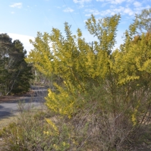 Acacia rubida at Wamboin, NSW - 27 Sep 2018 11:24 AM