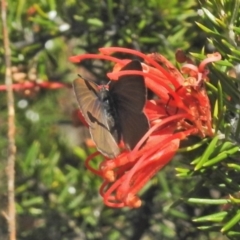 Candalides heathi (Rayed Blue) at Bullen Range - 25 Oct 2018 by JohnBundock