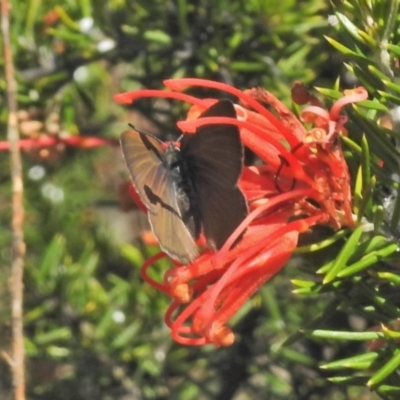 Candalides heathi (Rayed Blue) at Bullen Range - 25 Oct 2018 by JohnBundock