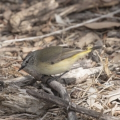 Acanthiza chrysorrhoa (Yellow-rumped Thornbill) at Fyshwick, ACT - 3 Sep 2018 by Alison Milton