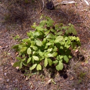 Quercus robur at Isaacs, ACT - 25 Oct 2013