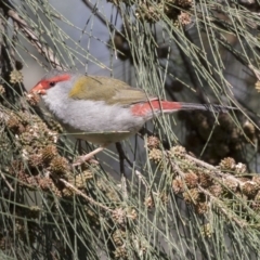 Neochmia temporalis (Red-browed Finch) at Fyshwick, ACT - 3 Sep 2018 by AlisonMilton