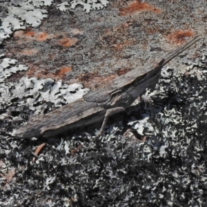 Coryphistes ruricola at Bullen Range - 25 Oct 2018