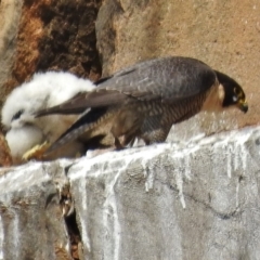 Falco peregrinus (Peregrine Falcon) at Kambah, ACT - 24 Oct 2018 by JohnBundock