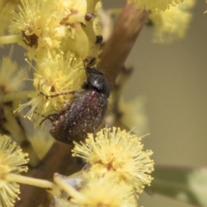 Heteronyx dimidiatus at Dunlop, ACT - 22 Sep 2018