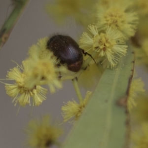 Heteronyx dimidiatus at Dunlop, ACT - 22 Sep 2018