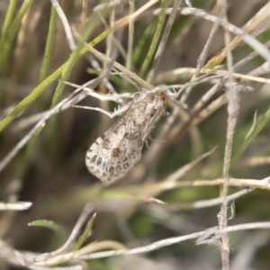 Lepidoptera unclassified ADULT moth at Dunlop, ACT - 22 Sep 2018 11:40 AM