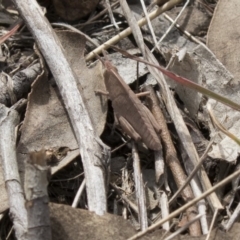 Goniaea carinata (Black kneed gumleaf grasshopper) at Dunlop, ACT - 22 Sep 2018 by Alison Milton