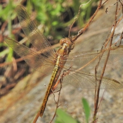 Diplacodes haematodes (Scarlet Percher) at Bullen Range - 25 Oct 2018 by JohnBundock