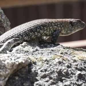 Egernia cunninghami at Paddys River, ACT - 28 Sep 2018 11:33 AM