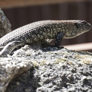 Egernia cunninghami at Paddys River, ACT - 28 Sep 2018