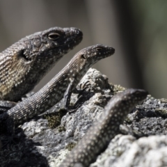 Egernia cunninghami at Paddys River, ACT - 28 Sep 2018 11:33 AM