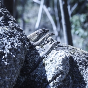 Egernia cunninghami at Paddys River, ACT - 28 Sep 2018