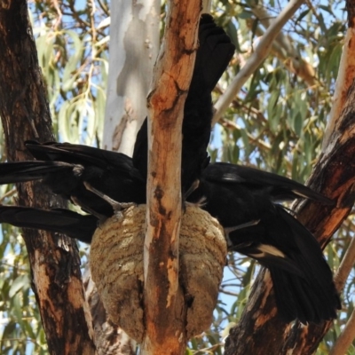 Corcorax melanorhamphos (White-winged Chough) at Greenway, ACT - 25 Oct 2018 by JohnBundock