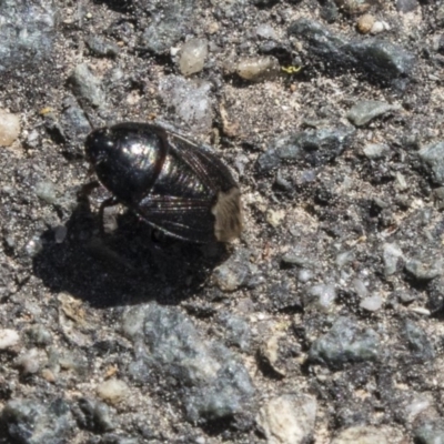 Cydnidae (family) (Burrower bug) at Paddys River, ACT - 28 Sep 2018 by AlisonMilton