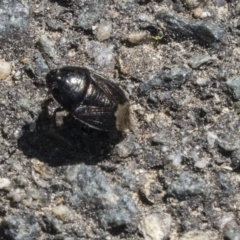 Cydnidae (family) (Burrower bug) at Tidbinbilla Nature Reserve - 28 Sep 2018 by AlisonMilton
