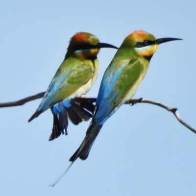 Merops ornatus (Rainbow Bee-eater) at Stromlo, ACT - 25 Oct 2018 by JohnBundock