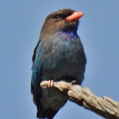 Eurystomus orientalis (Dollarbird) at Stromlo, ACT - 25 Oct 2018 by JohnBundock