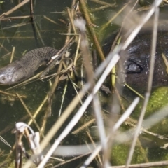 Chelodina longicollis (Eastern Long-necked Turtle) at Tidbinbilla Nature Reserve - 28 Sep 2018 by AlisonMilton