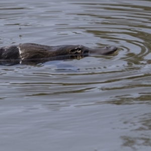 Ornithorhynchus anatinus at Paddys River, ACT - 28 Sep 2018