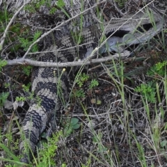 Tiliqua scincoides scincoides (Eastern Blue-tongue) at Bullen Range - 25 Oct 2018 by JohnBundock