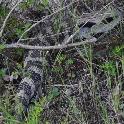 Tiliqua scincoides scincoides (Eastern Blue-tongue) at Bullen Range - 24 Oct 2018 by JohnBundock