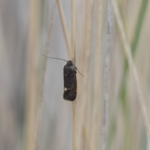 Leistomorpha brontoscopa at Lyneham, ACT - 3 Oct 2018