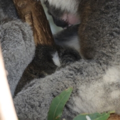 Phascolarctos cinereus (Koala) at Paddys River, ACT - 28 Sep 2018 by AlisonMilton