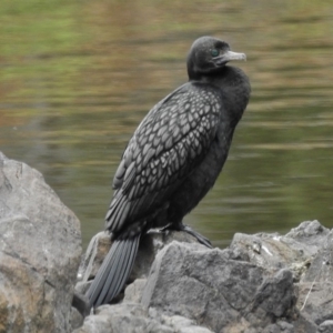 Phalacrocorax sulcirostris at Bullen Range - 25 Oct 2018