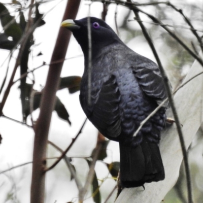 Ptilonorhynchus violaceus (Satin Bowerbird) at Kambah Pool - 24 Oct 2018 by JohnBundock