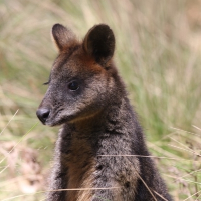 Wallabia bicolor (Swamp Wallaby) at Paddys River, ACT - 28 Sep 2018 by Alison Milton