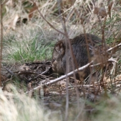 Potorous tridactylus (Long-nosed Potoroo) at Paddys River, ACT - 28 Sep 2018 by AlisonMilton