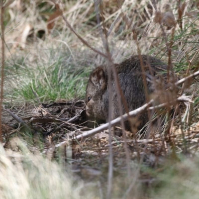 Potorous tridactylus (Long-nosed Potoroo) at Paddys River, ACT - 28 Sep 2018 by AlisonMilton