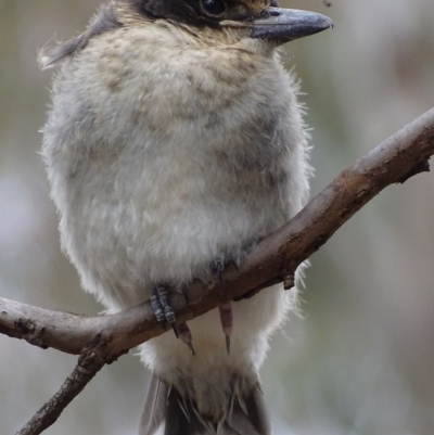 Cracticus torquatus (Grey Butcherbird) at Hughes, ACT - 13 Oct 2018 by roymcd