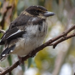 Cracticus torquatus at Hughes, ACT - 13 Oct 2018 02:56 PM