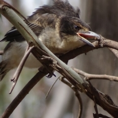 Cracticus torquatus at Hughes, ACT - 13 Oct 2018 02:56 PM