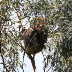 Phascolarctos cinereus (Koala) at Paddys River, ACT - 28 Sep 2018 by AlisonMilton