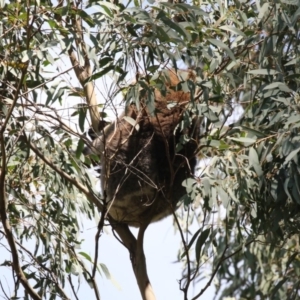 Phascolarctos cinereus at Paddys River, ACT - 28 Sep 2018