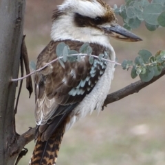 Dacelo novaeguineae (Laughing Kookaburra) at Garran, ACT - 13 Oct 2018 by roymcd