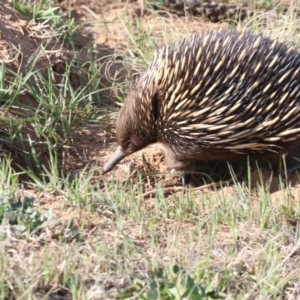 Tachyglossus aculeatus at Molonglo, ACT - 28 Sep 2018