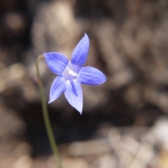 Wahlenbergia sp. (Bluebell) at Hall, ACT - 21 Oct 2018 by ClubFED