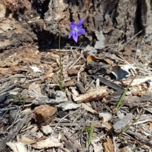 Wahlenbergia sp. at Hall, ACT - 21 Oct 2018