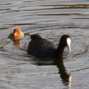 Fulica atra at Hughes, ACT - 22 Oct 2018 06:27 PM