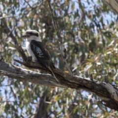 Dacelo novaeguineae (Laughing Kookaburra) at Hawker, ACT - 7 Oct 2018 by Alison Milton