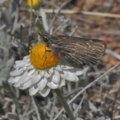 Herimosa albovenata (White-veined Sand-skipper) at Michelago, NSW by JohnBundock