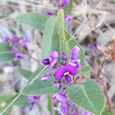 Hardenbergia violacea (False Sarsaparilla) at Kambah, ACT - 20 Oct 2018 by RosemaryRoth