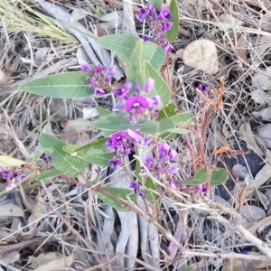 Hardenbergia violacea at Kambah, ACT - 20 Oct 2018 06:24 PM