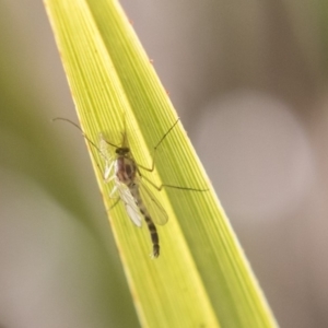 Chironomidae (family) at Hawker, ACT - 7 Oct 2018 01:08 PM