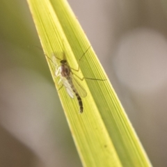 Chironomidae (family) at Hawker, ACT - 7 Oct 2018 01:08 PM