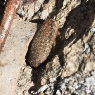 Calolampra sp. (genus) (Bark cockroach) at Hawker, ACT - 7 Oct 2018 by Alison Milton